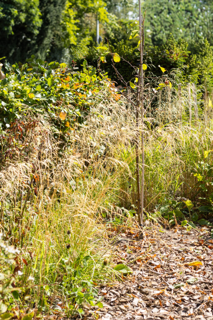 afbeelding tuin b&m 2